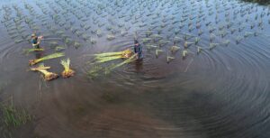 Alertas de inundaciones en tierras agrícolas del sur de China aumentan riesgos para la cosecha de arroz