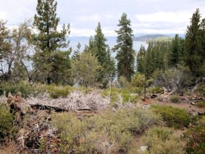 La fuga de fortunas de Silicon Valley hacia el lago Tahoe por temor fiscal